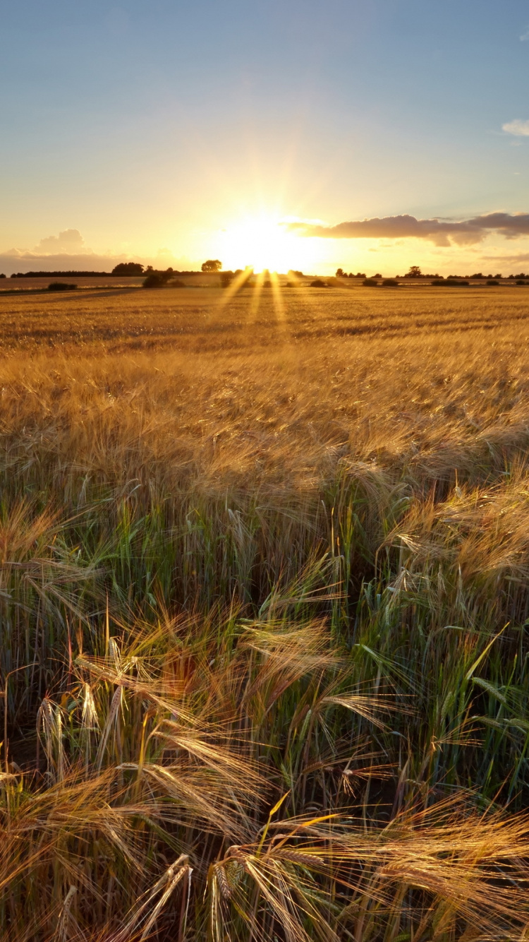 Обои природа, пейзаж, пшеница, поле, сенокосное угодье в разрешении 750x1334