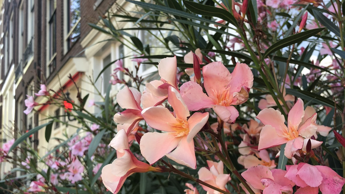 Обои цветок, цветковое растение, физика, биология, наука в разрешении 1366x768