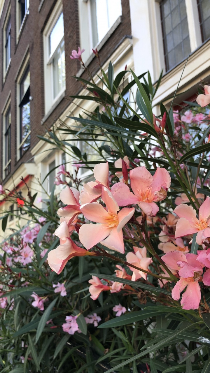 Обои цветок, цветковое растение, физика, биология, наука в разрешении 720x1280