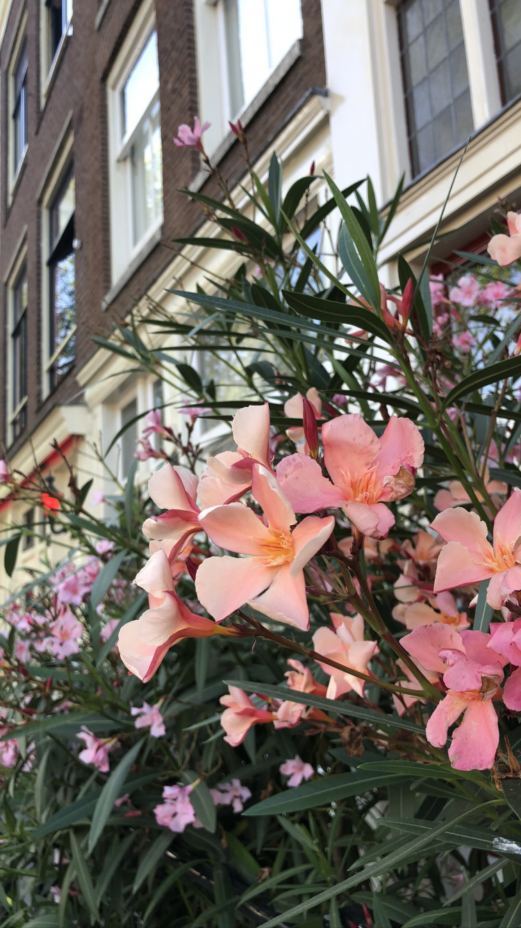 Обои цветок, цветковое растение, физика, биология, наука в разрешении 750x1334