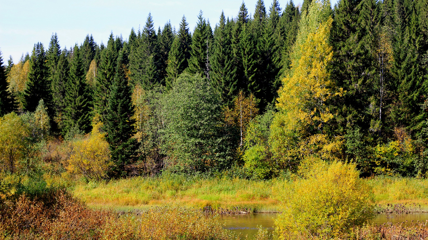 Обои дерево, природа, растительность, Форт Ан Рос, дикая местность в разрешении 1366x768