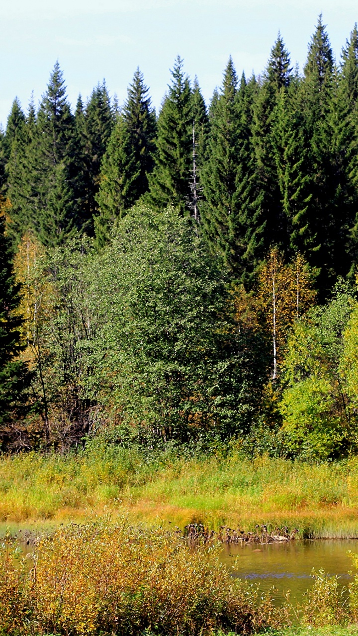 Обои дерево, природа, растительность, Форт Ан Рос, дикая местность в разрешении 720x1280