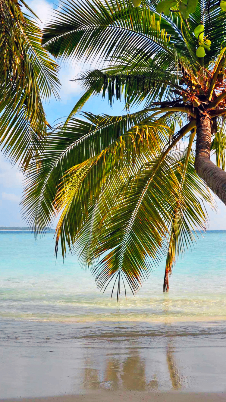 Обои тропическая зона, пляж, море, берег, дерево в разрешении 750x1334