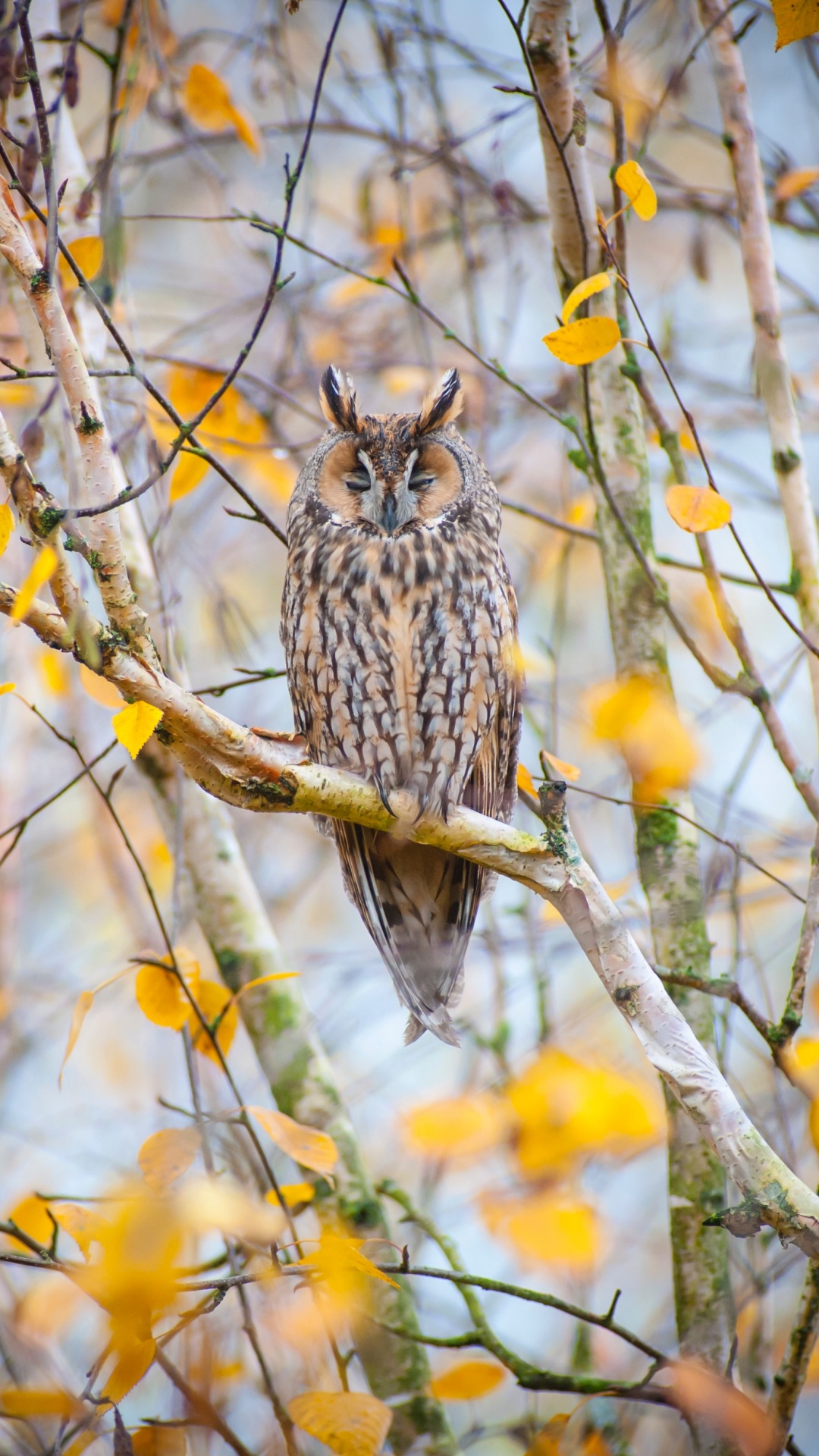 Обои дерево, ветвь, желтый, лист, прут в разрешении 1080x1920