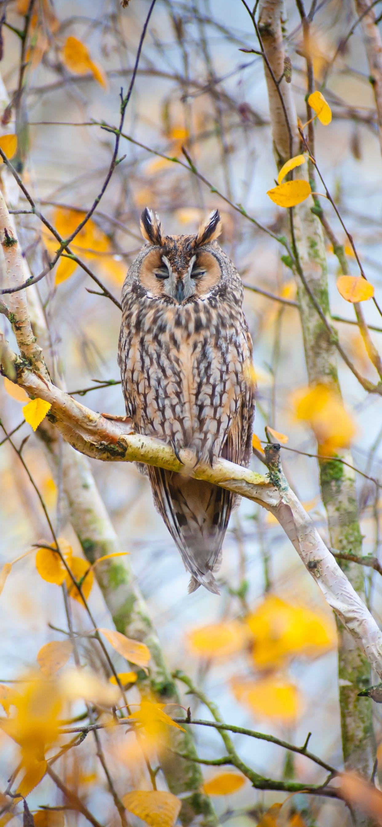 Обои дерево, ветвь, желтый, лист, прут в разрешении 1242x2688