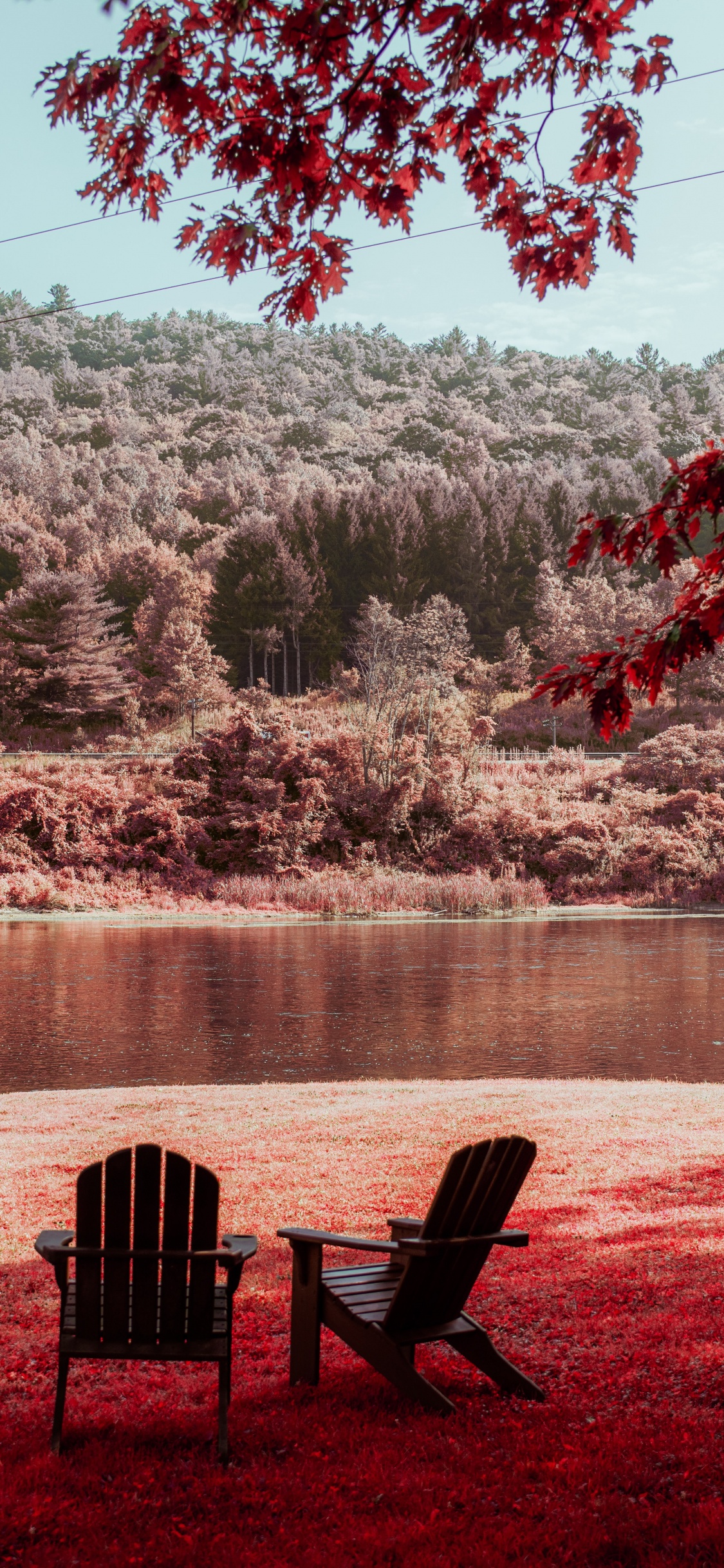 Обои лист, утро, дерево, красный цвет, природа в разрешении 1125x2436