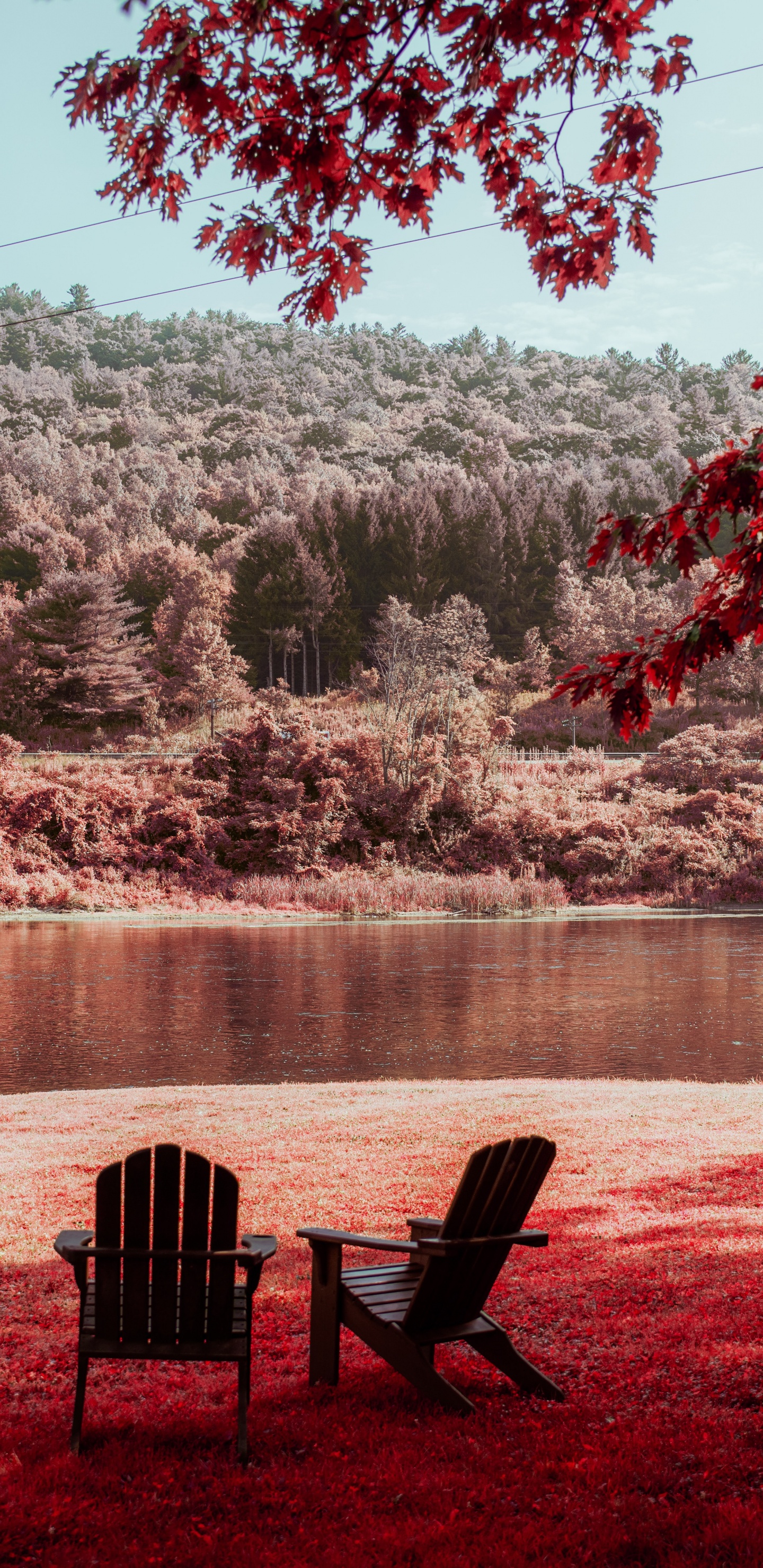 Обои лист, утро, дерево, красный цвет, природа в разрешении 1440x2960