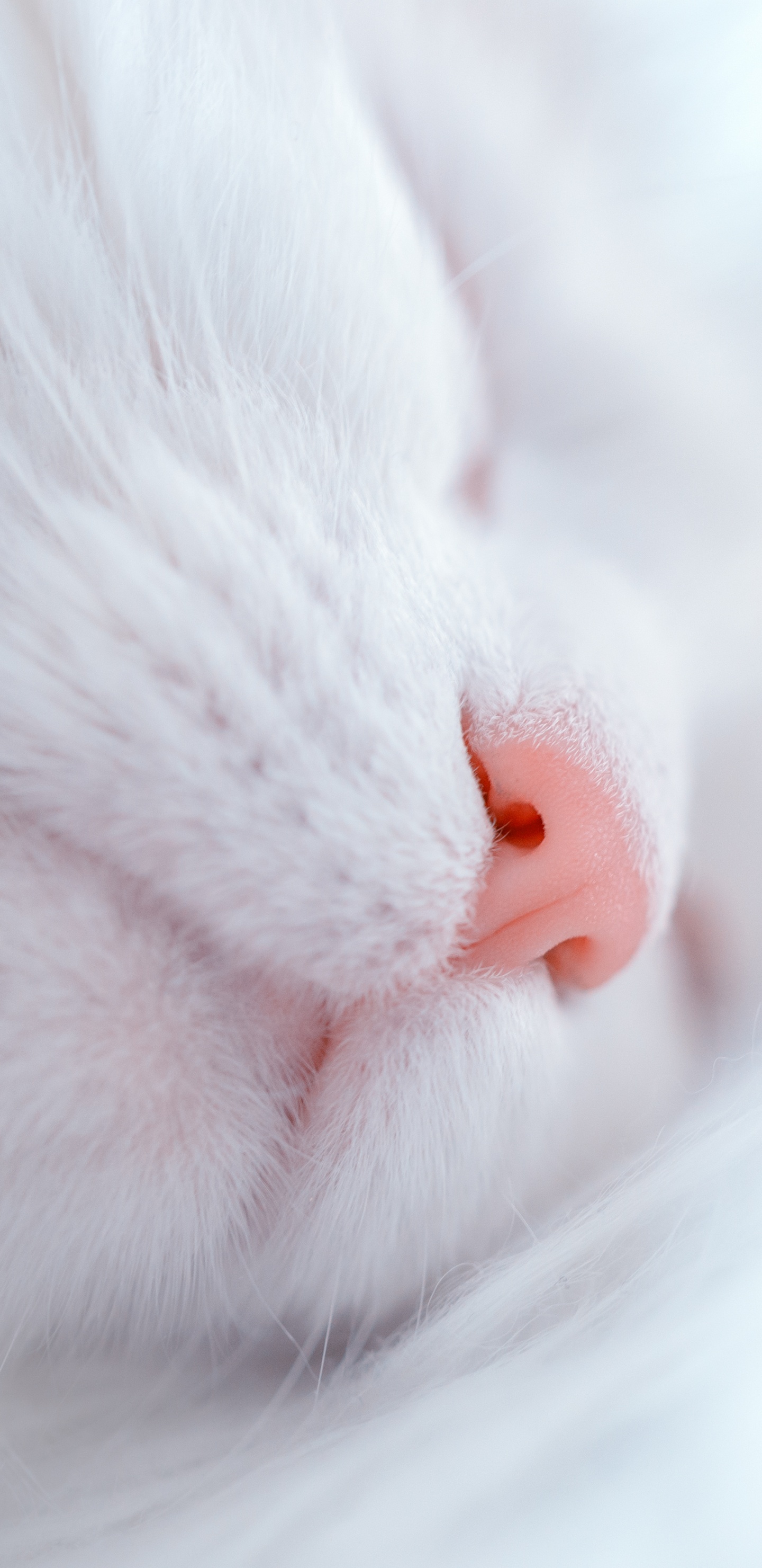 Обои бакенбарды, кот, котенок, белые, нос в разрешении 1440x2960