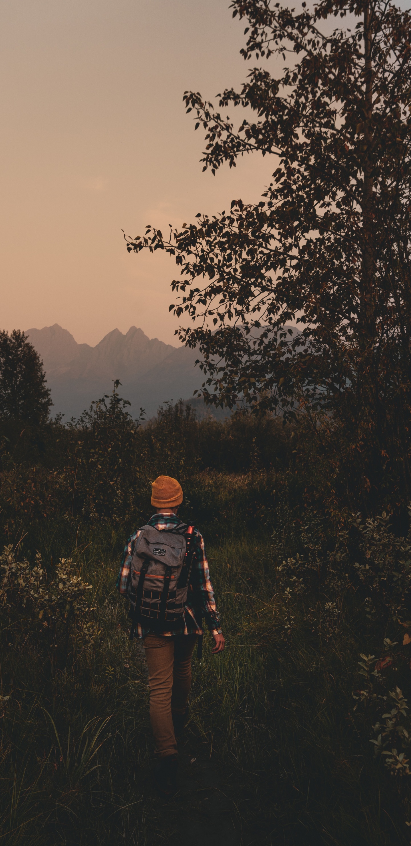 Обои сумерки сага, природа, лес, утро, дерево в разрешении 1440x2960