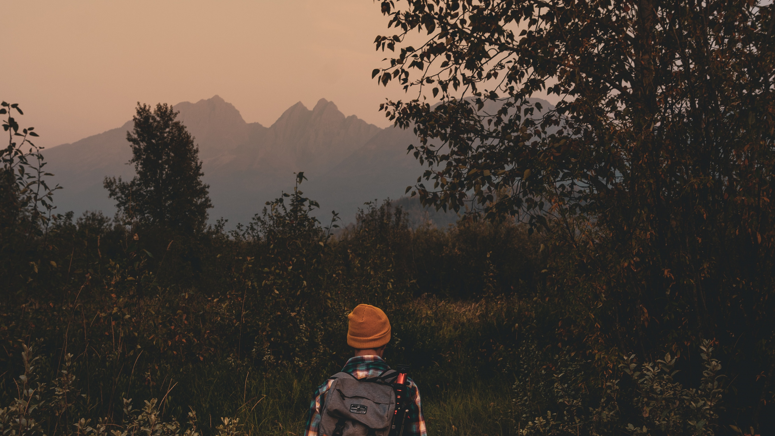 Обои сумерки сага, природа, лес, утро, дерево в разрешении 2560x1440