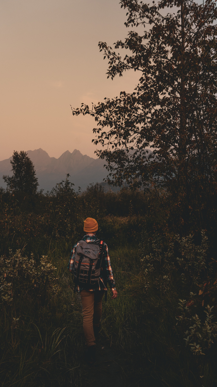 Обои сумерки сага, природа, лес, утро, дерево в разрешении 750x1334