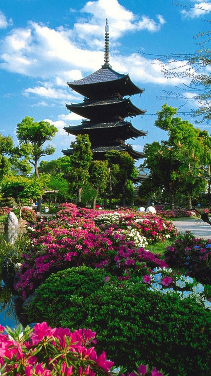 Обои сад, природа, Ботанический сад, растение, Дубай в разрешении 720x1280