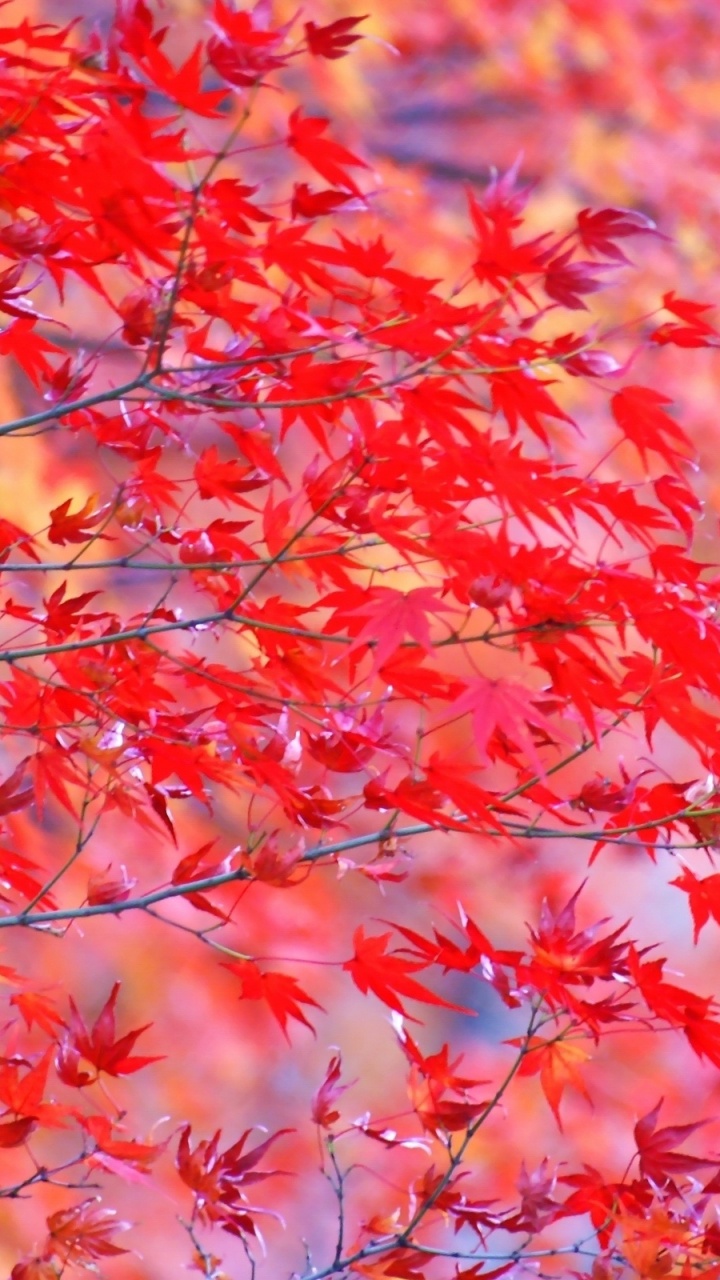 Обои дерево, красный цвет, лист, древесные растения, осень в разрешении 720x1280