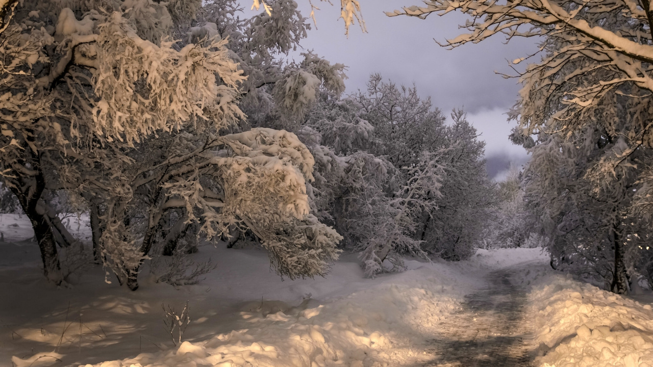 Обои Kpavogur, снег, зима, лес, дерево в разрешении 1280x720