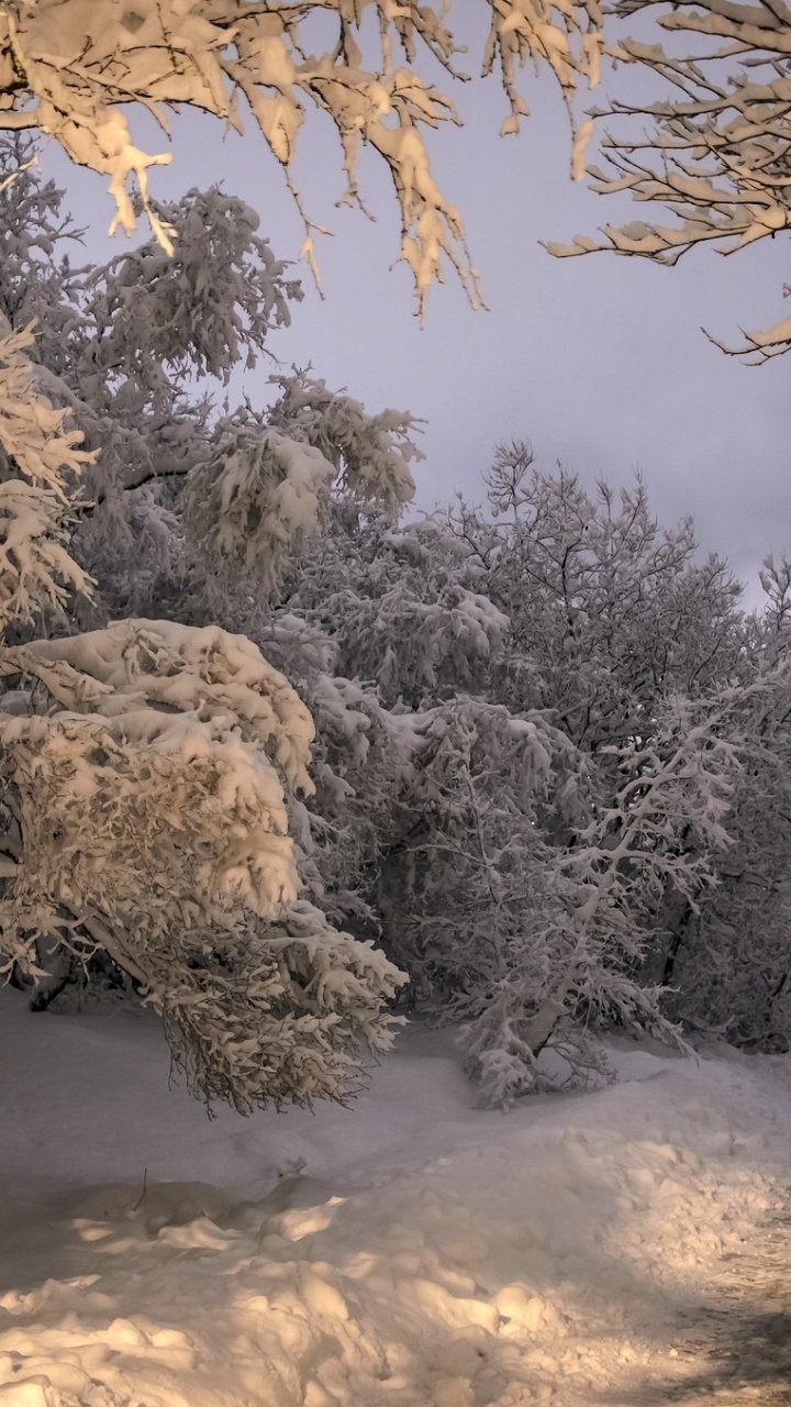 Обои Kpavogur, снег, зима, лес, дерево в разрешении 720x1280