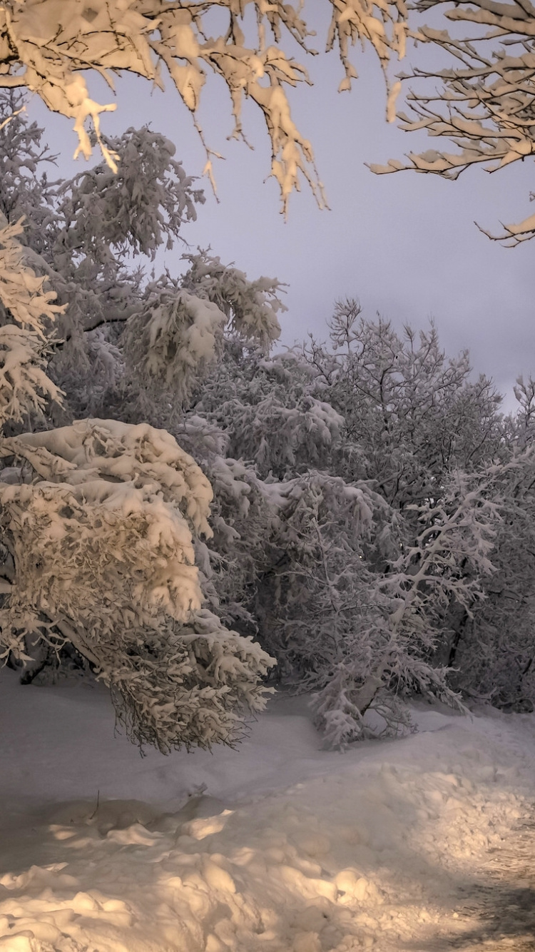 Обои Kpavogur, снег, зима, лес, дерево в разрешении 750x1334