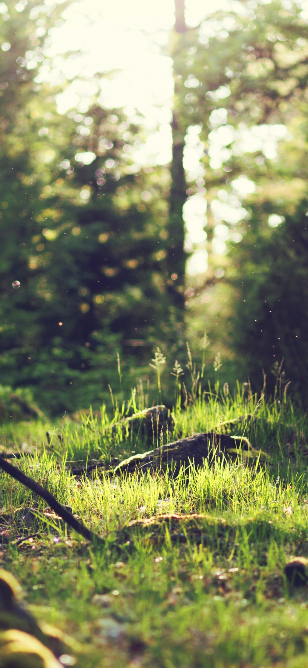 Обои лес, Damaksnis, атмосфера, растение, свет в разрешении 1242x2688