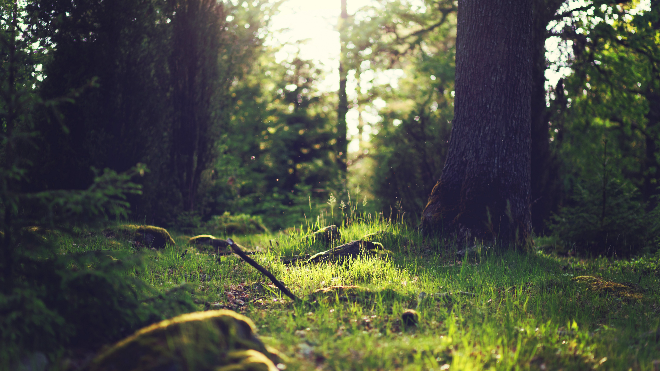 Обои лес, Damaksnis, атмосфера, растение, свет в разрешении 2560x1440