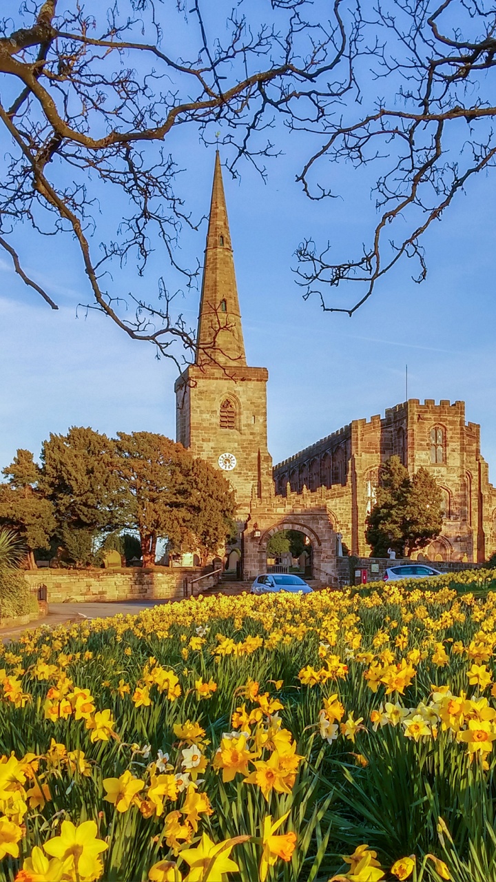 Обои весна, цветок, ориентир, растение, дерево в разрешении 720x1280