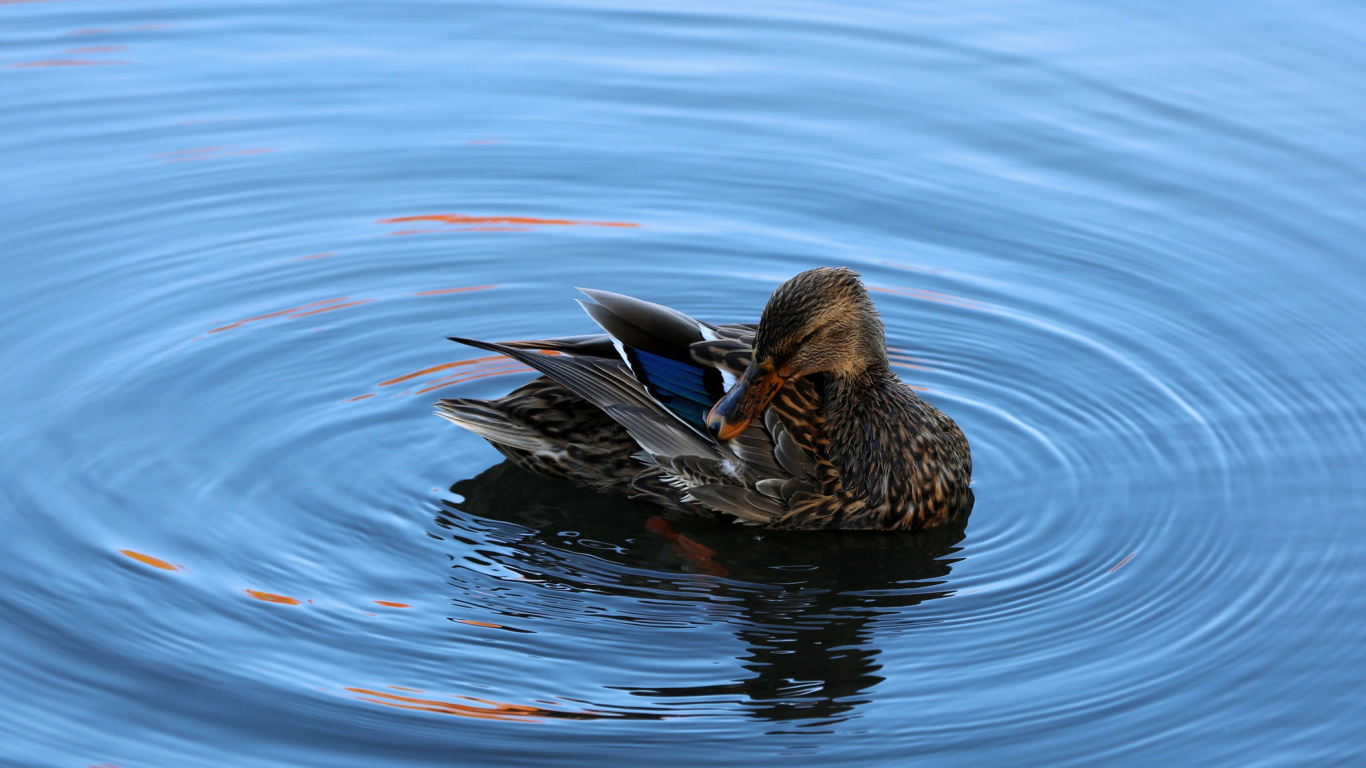 Обои вода, Дикая утка, утка, птица, водоплавающие птицы в разрешении 1366x768
