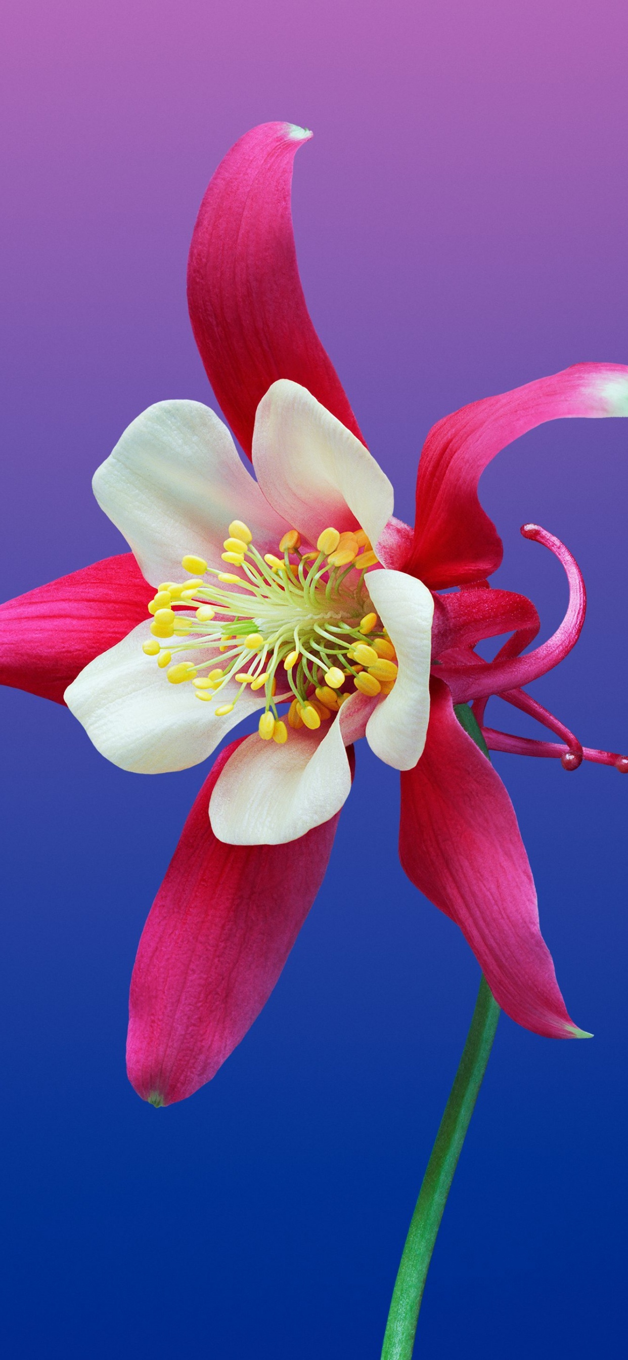 Обои цветок, растение, лепесток, наземное растение, цветковое растение в разрешении 1242x2688