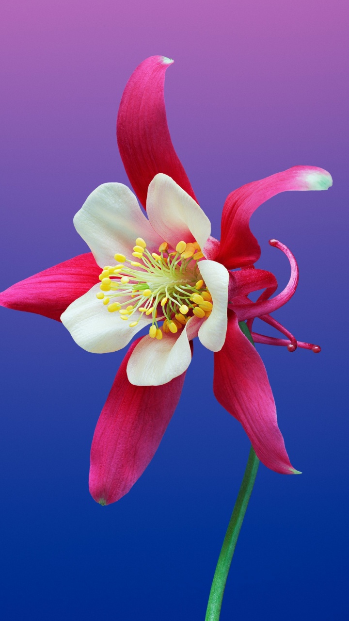 Обои цветок, растение, лепесток, наземное растение, цветковое растение в разрешении 720x1280