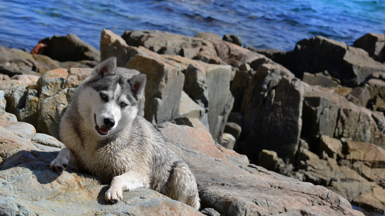 Обои щенок, собака породы, гренландская собака, рок, волчьей собаки сарлоса в разрешении 1280x720