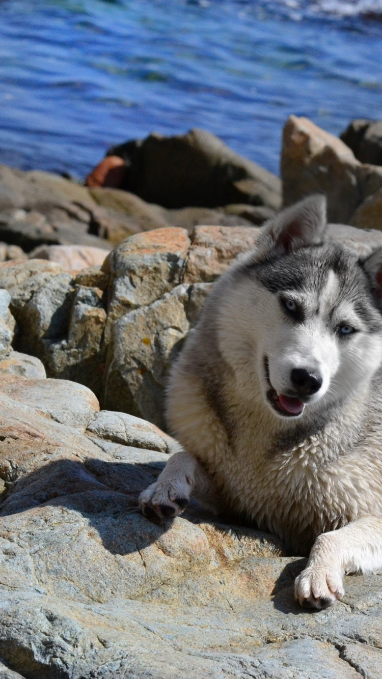 Обои щенок, собака породы, гренландская собака, рок, волчьей собаки сарлоса в разрешении 750x1334