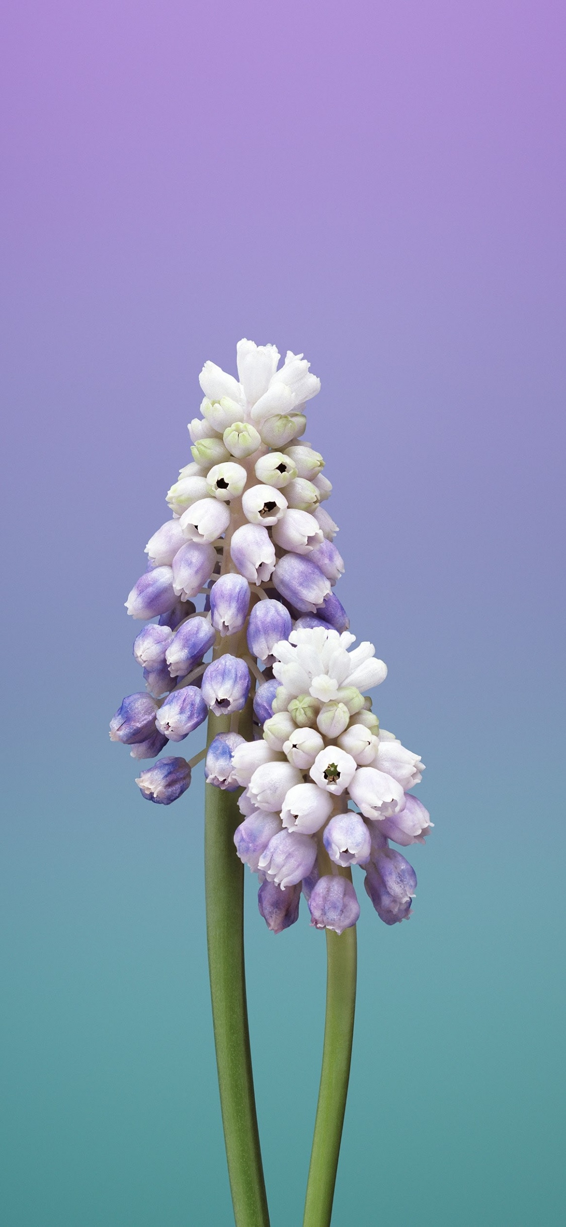 Обои айпад, apple, iOS 11, яблоко, яблоко цветок в разрешении 1125x2436