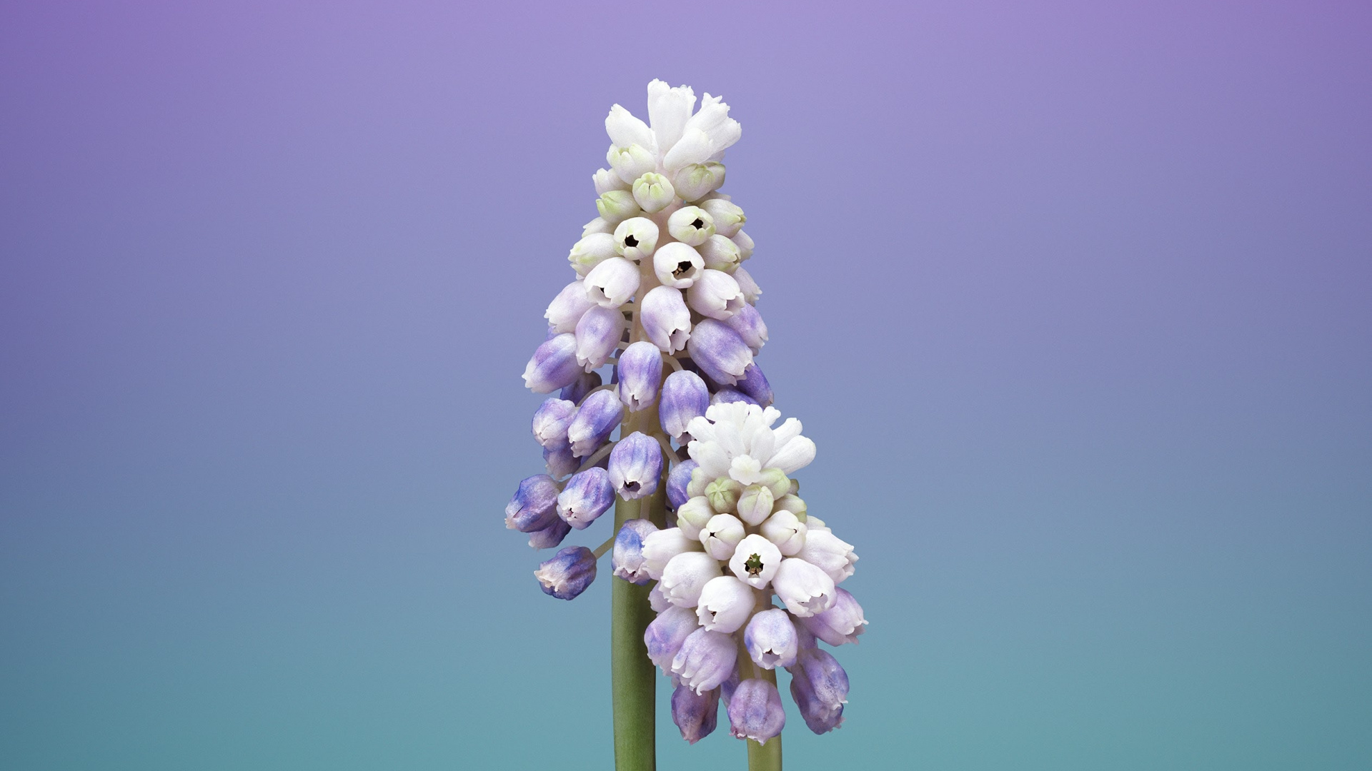 Обои айпад, apple, iOS 11, яблоко, яблоко цветок в разрешении 1920x1080