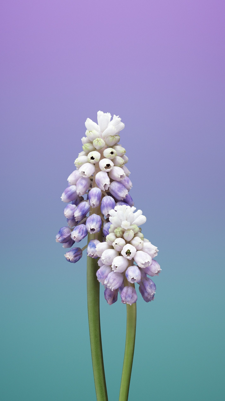 Обои айпад, apple, iOS 11, яблоко, яблоко цветок в разрешении 750x1334