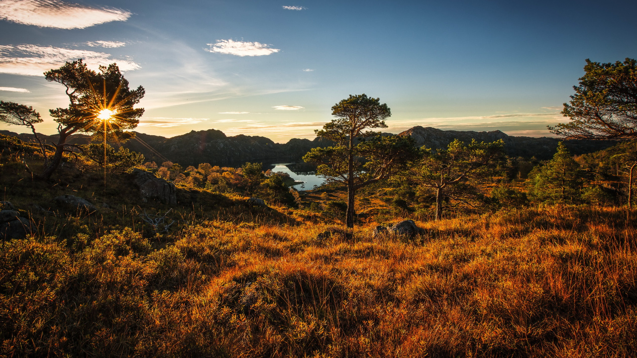 Обои природа, растительность, дерево, дикая местность, утро в разрешении 1280x720