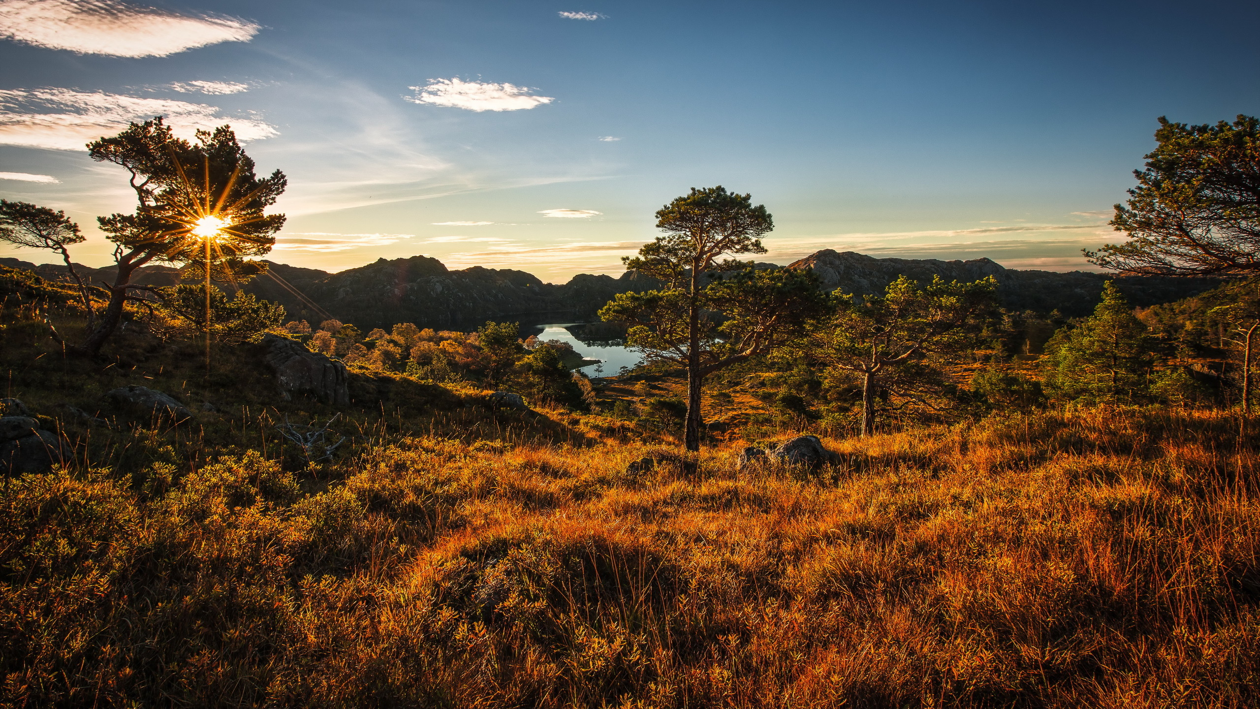 Обои природа, растительность, дерево, дикая местность, утро в разрешении 2560x1440