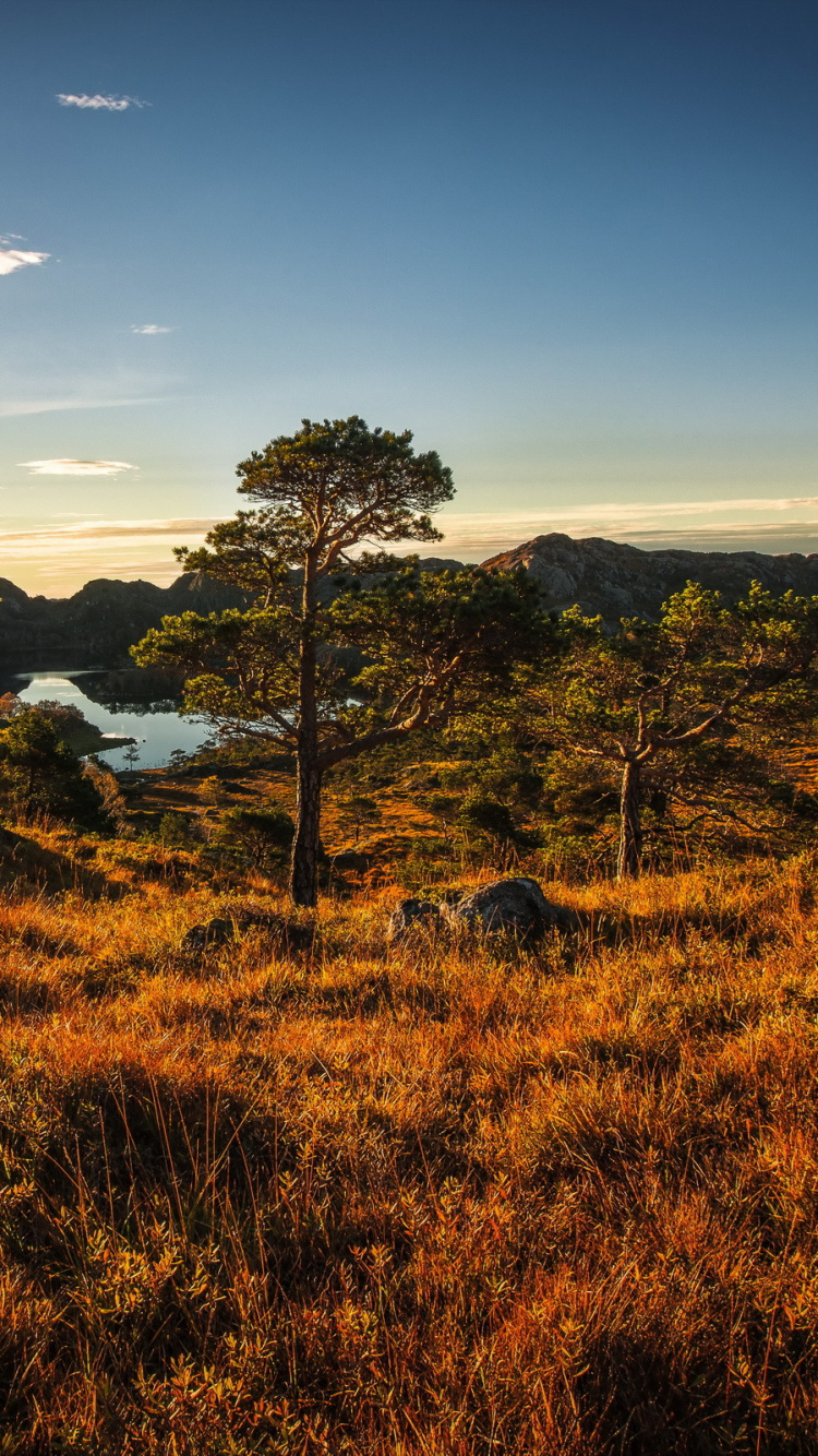 Обои природа, растительность, дерево, дикая местность, утро в разрешении 750x1334