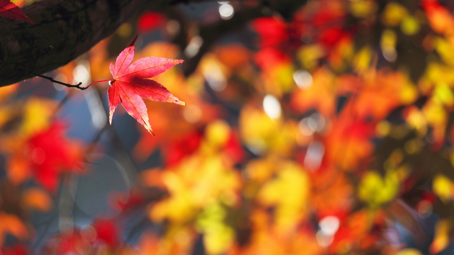 Обои лист, осень, кленовый лист, листопадные, ветвь в разрешении 1920x1080