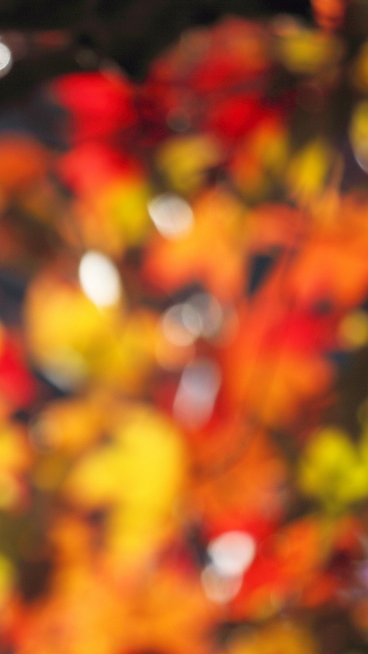 Обои лист, осень, кленовый лист, листопадные, ветвь в разрешении 720x1280