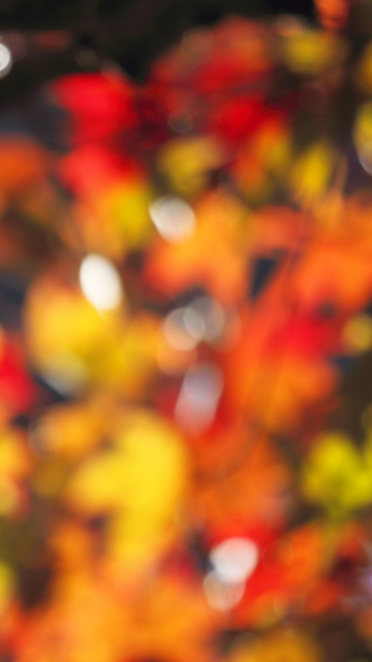 Обои лист, осень, кленовый лист, листопадные, ветвь в разрешении 750x1334