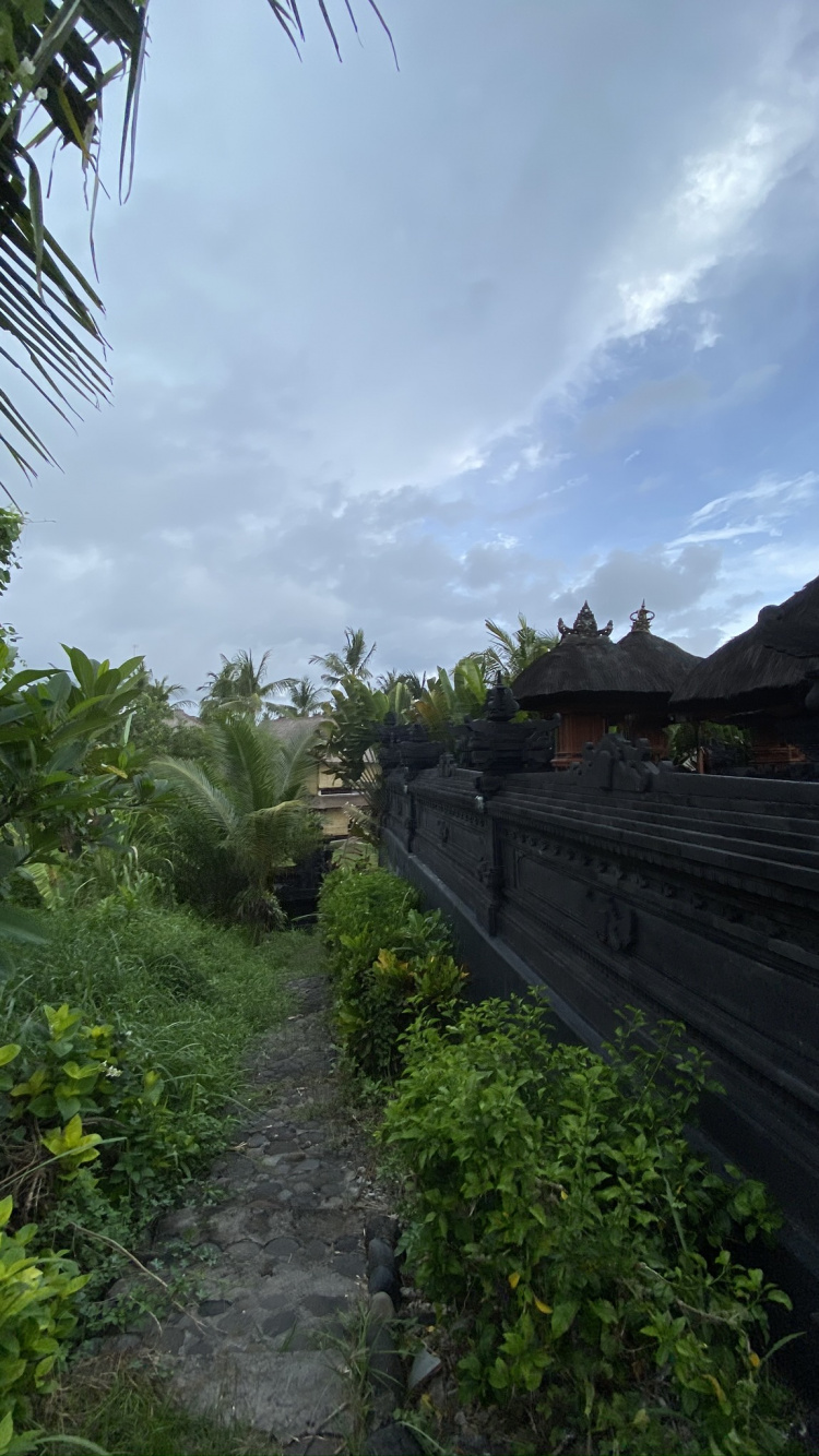 Обои бали, растительность, сельский район, плантация, сад в разрешении 750x1334