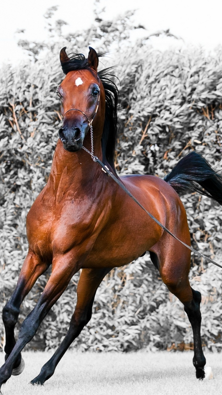 Обои Арабская лошадь, жеребец, конь, кобыла, уздечка в разрешении 720x1280