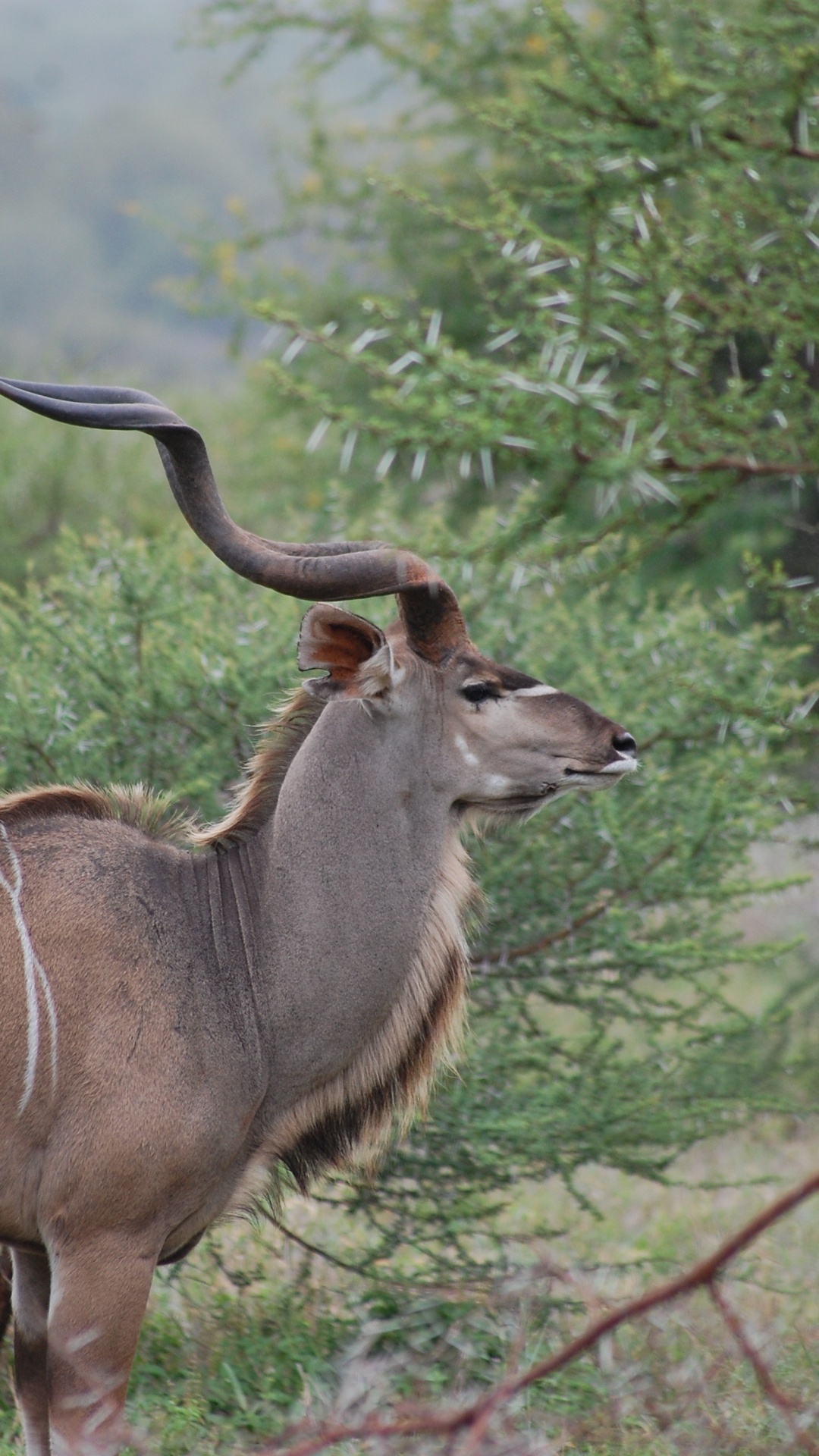 Обои антилопа, живая природа, рог, куду, наземные животные в разрешении 1080x1920