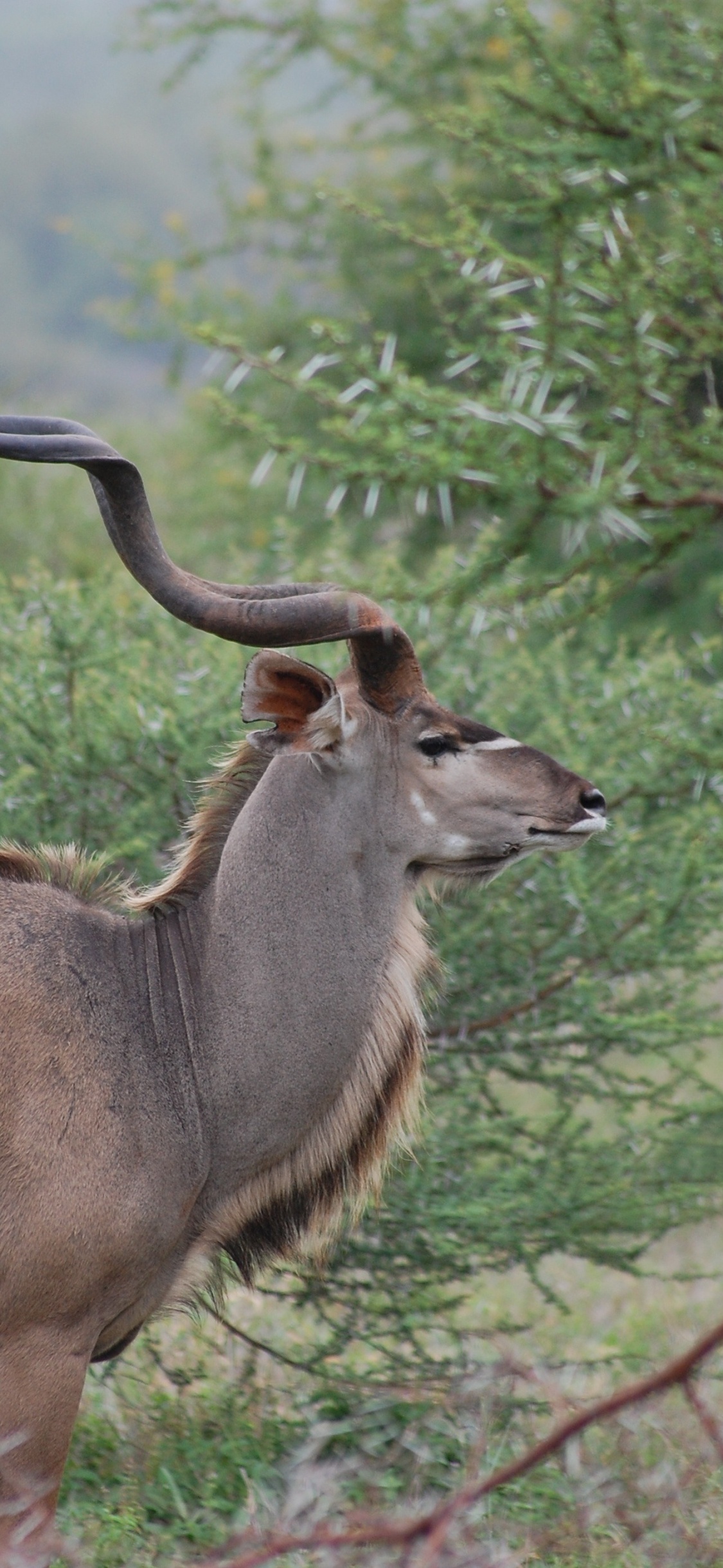 Обои антилопа, живая природа, рог, куду, наземные животные в разрешении 1125x2436