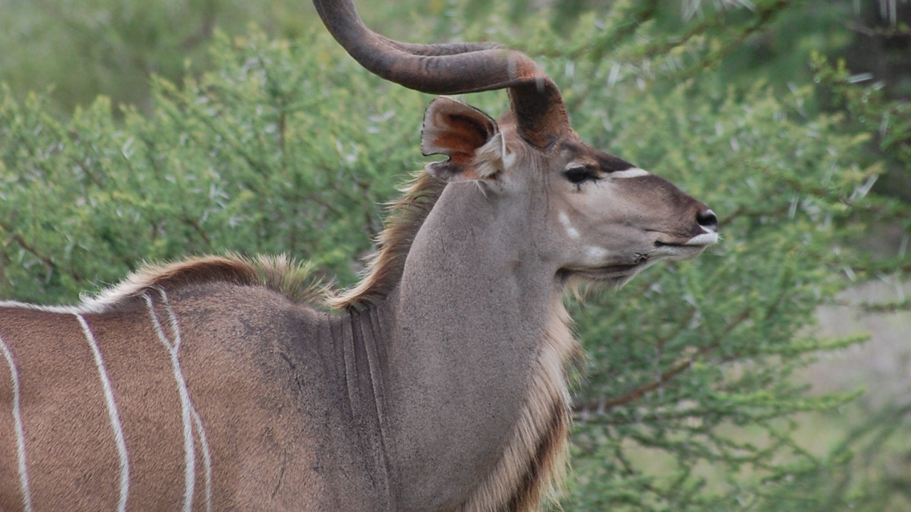 Обои антилопа, живая природа, рог, куду, наземные животные в разрешении 1280x720