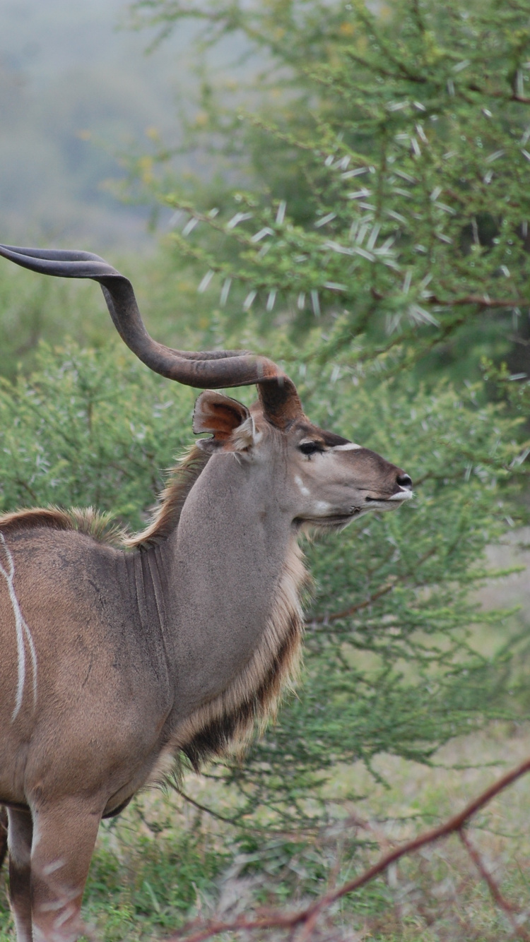Обои антилопа, живая природа, рог, куду, наземные животные в разрешении 750x1334