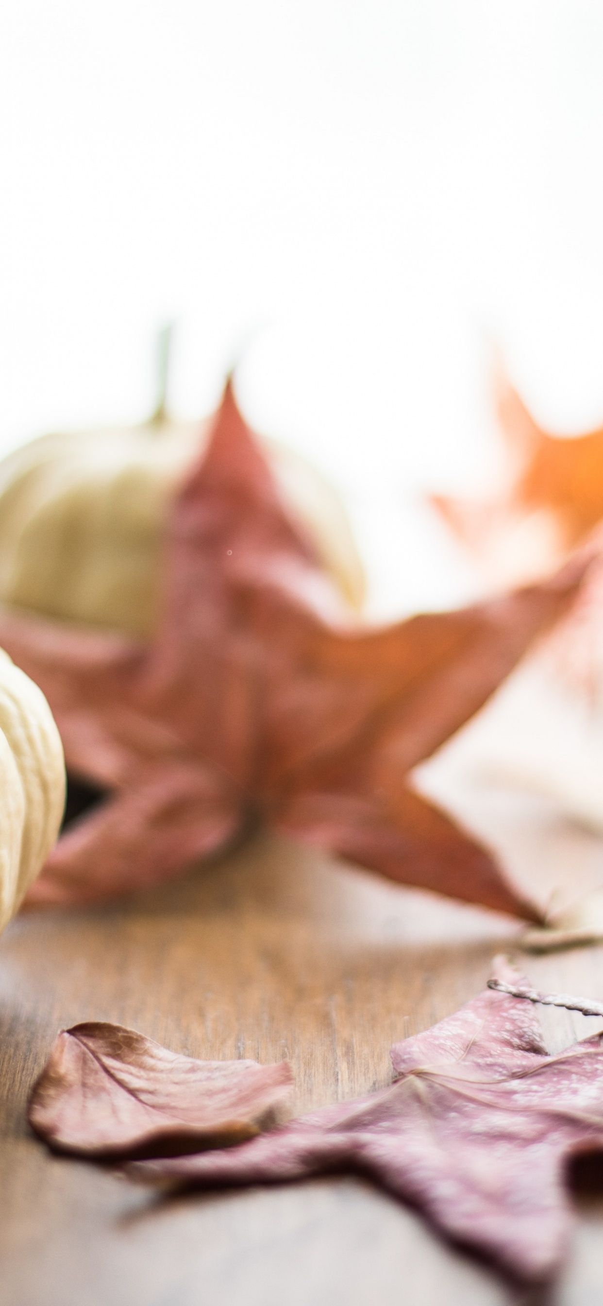 Обои лист, тыквенный пирог, пища, растение, древесина в разрешении 1242x2688