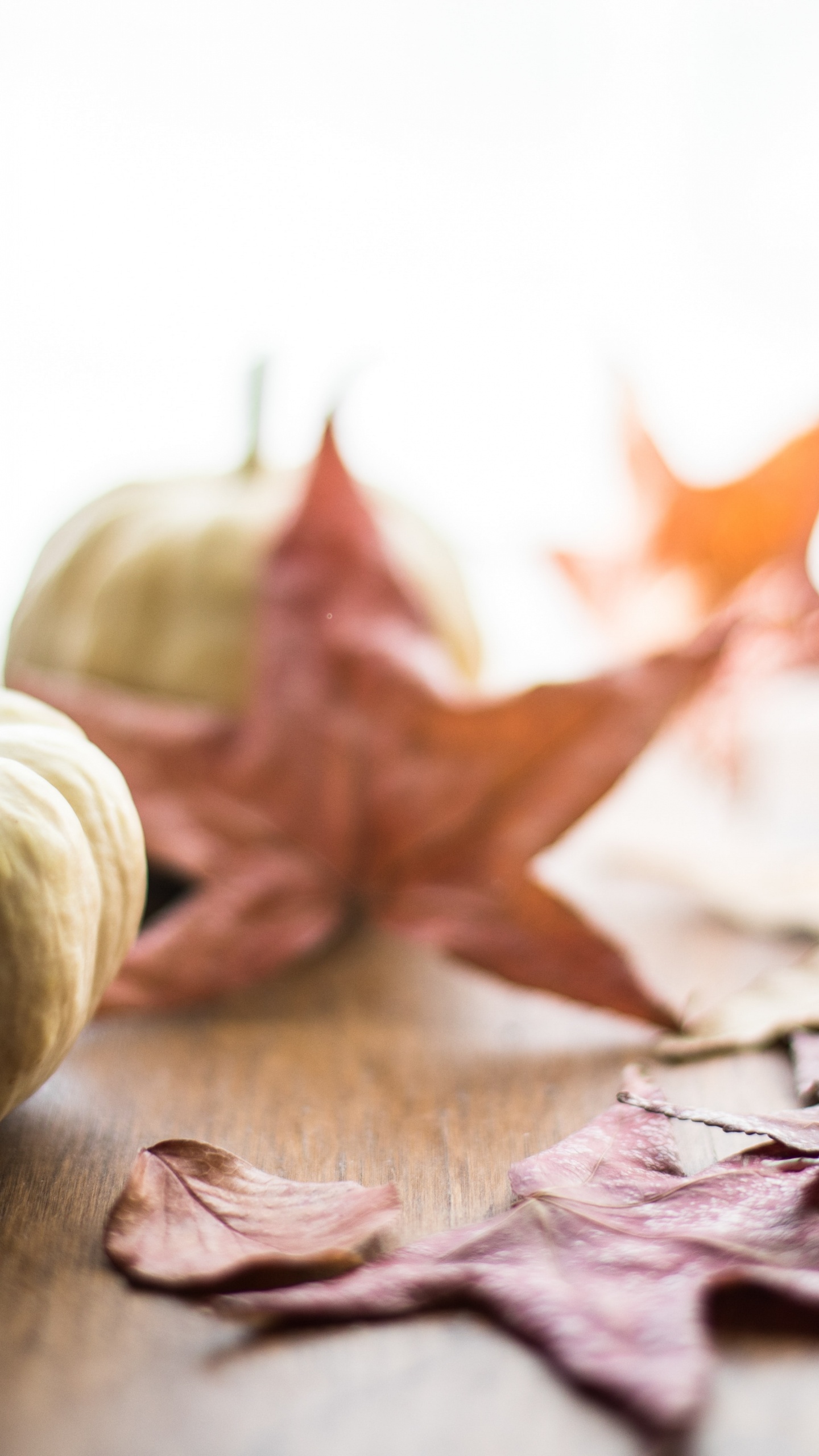 Обои лист, тыквенный пирог, пища, растение, древесина в разрешении 1440x2560