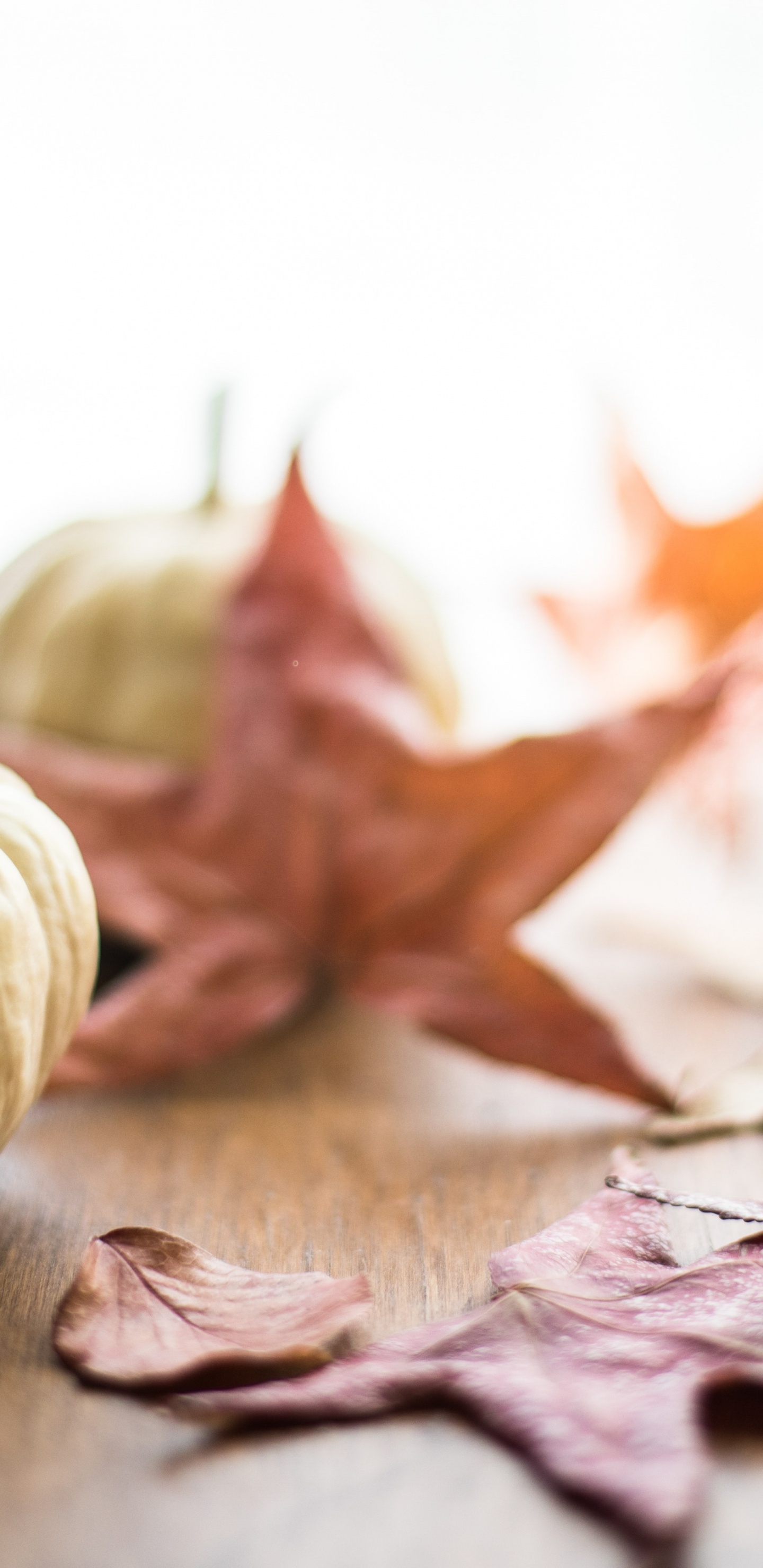 Обои лист, тыквенный пирог, пища, растение, древесина в разрешении 1440x2960