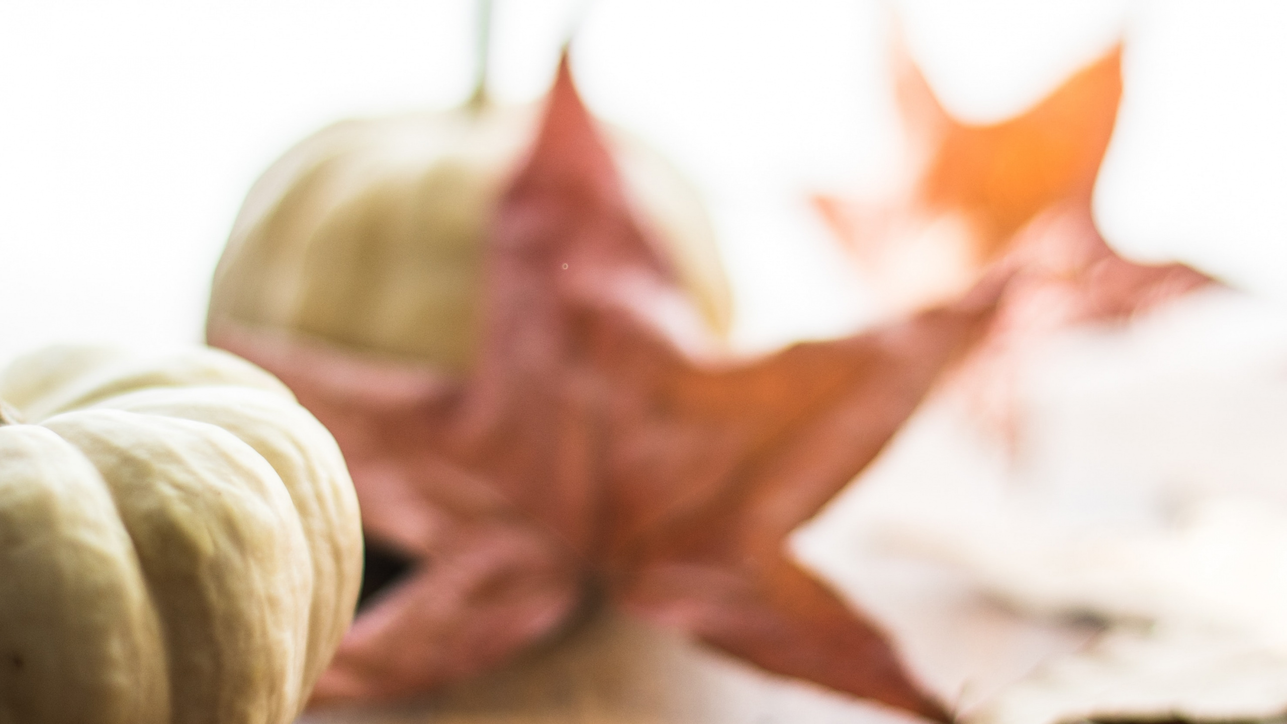 Обои лист, тыквенный пирог, пища, растение, древесина в разрешении 2560x1440