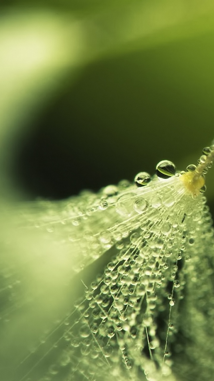 Обои влага, роса, вода, природа, падение в разрешении 720x1280