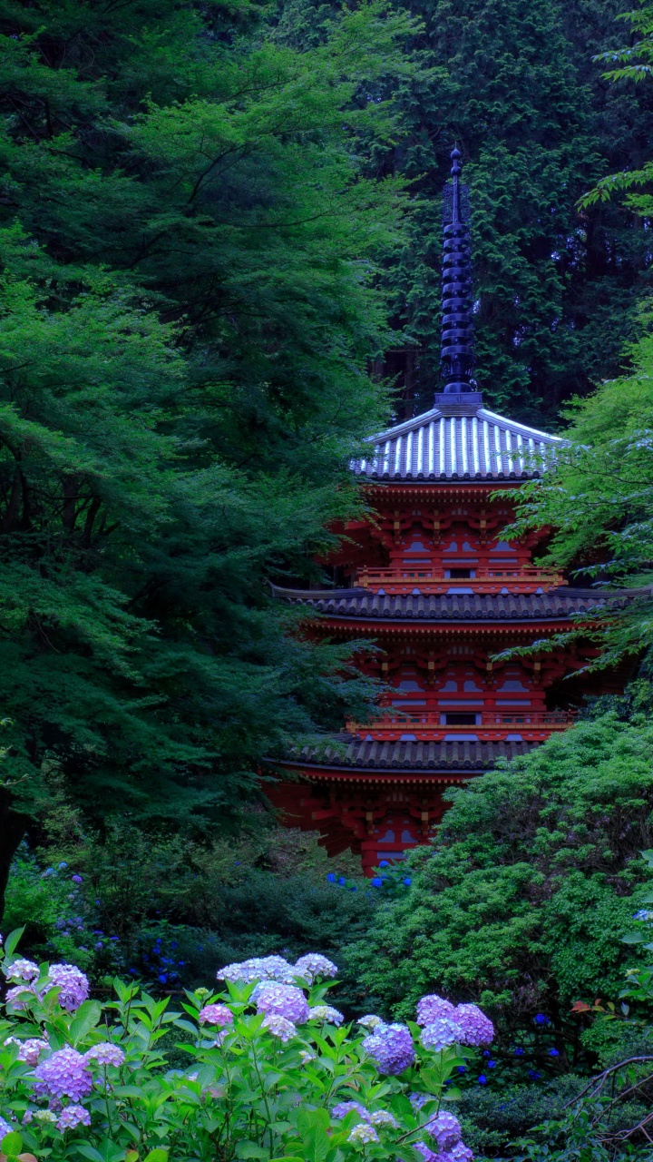 Обои Япония, сад, японский сад, дерево, природа в разрешении 720x1280