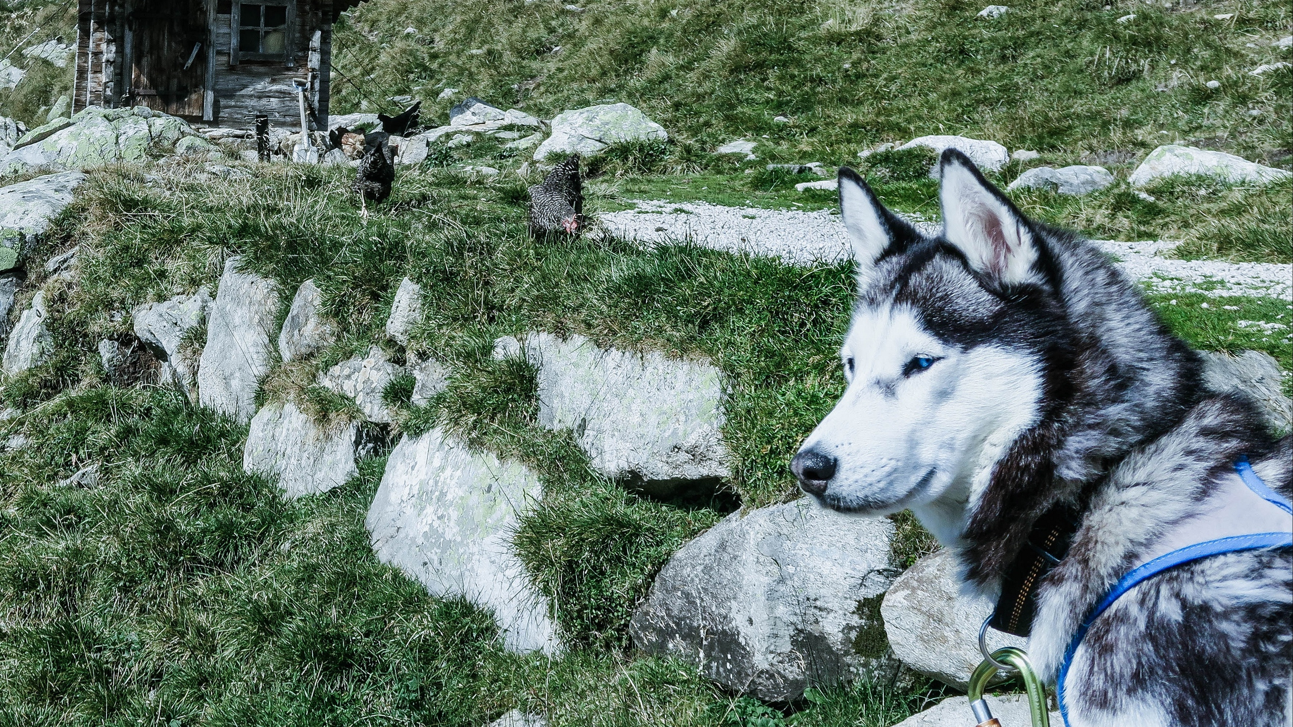 Обои пес, Себирская Хаски, аляскинский маламут, хаски, ездовая собака в разрешении 2560x1440